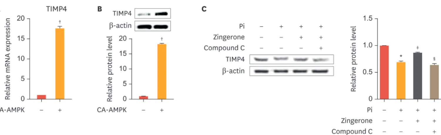 Fig. 6. Zingerone enhances TIMP4 expression through AMPK phosphorylation. VSMCs were transfected with pc-DNA3.0-AMPK and incubated for 2 days (A, B)