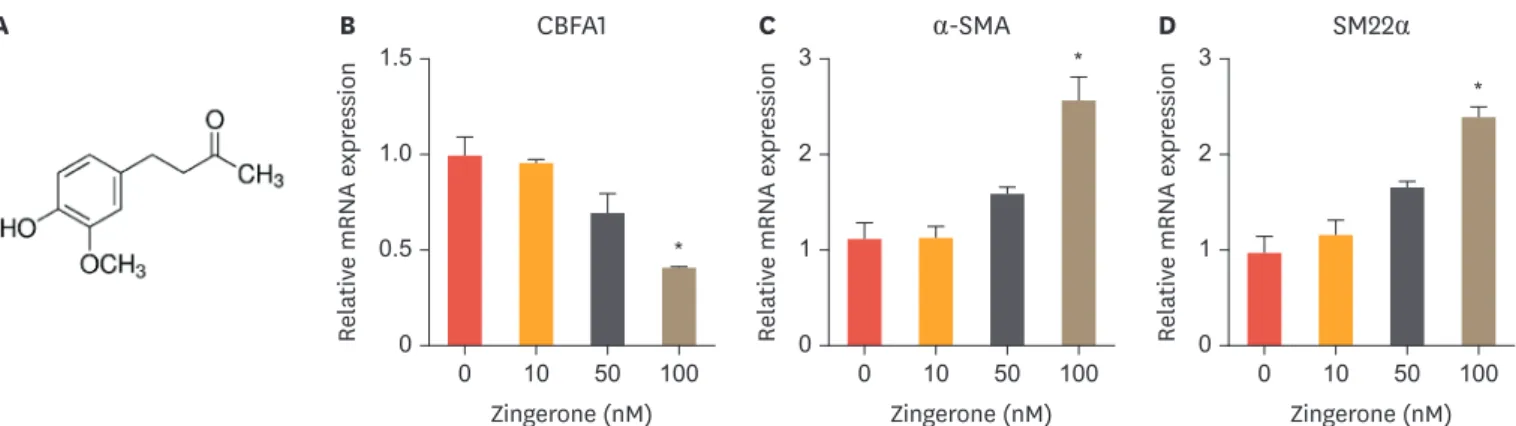 Fig. 1. Zingerone induces differentiation of VSMCs. The structure of zingerone (A). Aortic VSMCs were treated with 10, 50, or 100 nM zingerone for 12 hours, and  then mRNA expression of CBFA1, α-SMA, and SM22α was measured by real-time polymerase chain rea