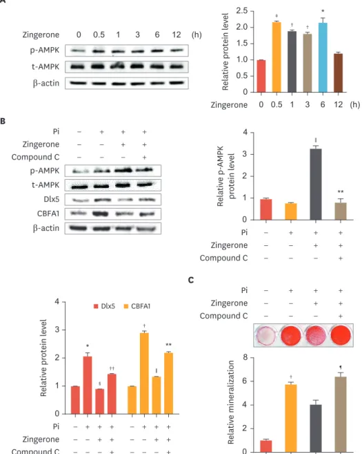 Fig. 3. The protective effect of zingerone on Pi-induced calcification mediated by AMPK