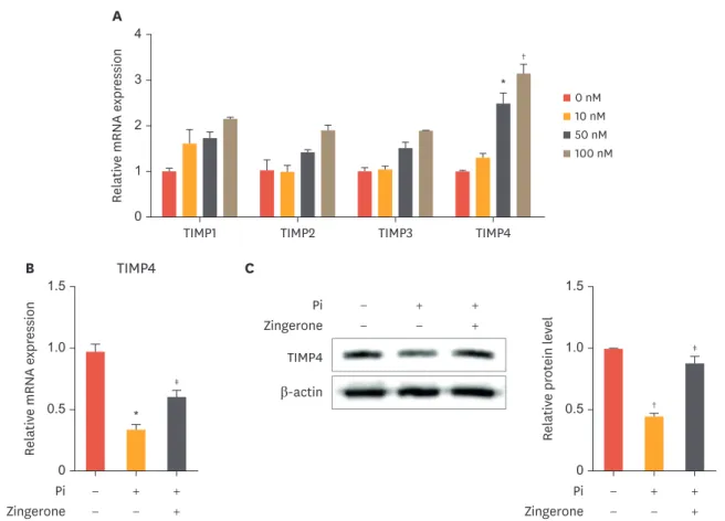 Fig. 4. Zingerone increases TIMP4 expression. VSMCs were treated with zingerone (100 nM) for 12 hours (A)