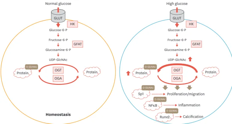 Fig. 2. Pathological effects of O-GlcNAcylation in VSMC under diabetic conditions. The hexosamine biosynthetic pathway in VSMC