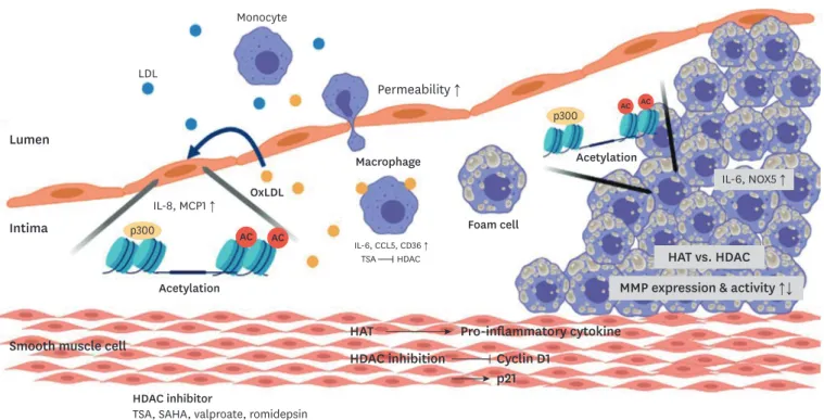 Fig. 3. Histone acetylation changes during the process of atherosclerosis. 