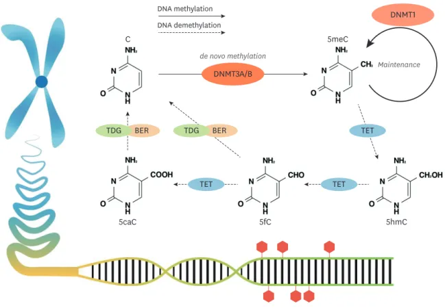 Fig. 1. The mechanism of DNA methylation and demethylation. 