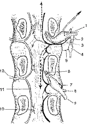 Fig. 4. A schematic illustration of CGRP immunoreactive fibers pathway to the lumbar dura mater.