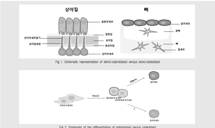 Fig 1. Schematic representation of denin/odontoblast versus bone/osteoblast 