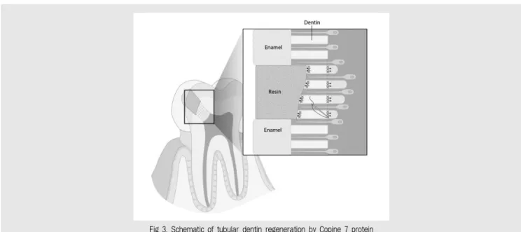 Fig 3. Schematic of tubular dentin regeneration by Copine 7 protein 