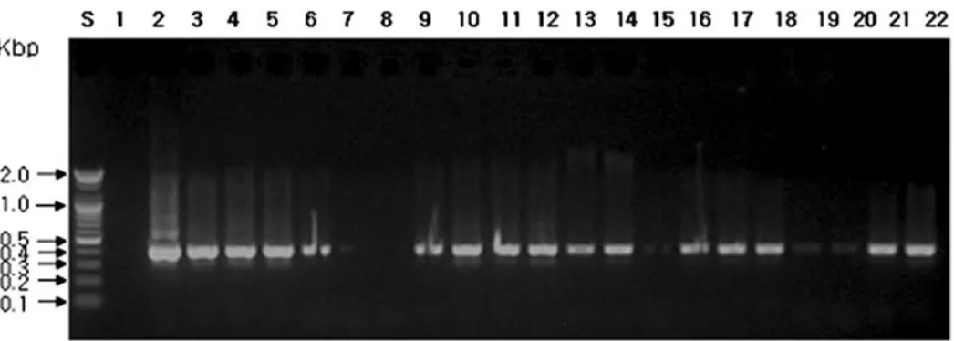 Table II는 BOP가 양성일 때와 음성일때의 고정체에서 의 세균검출빈도를 비교하였다. BOP는 일반적으로 치주Fig.  6. Detection  of Porphyromonas  gingivalis isolated  from  samples