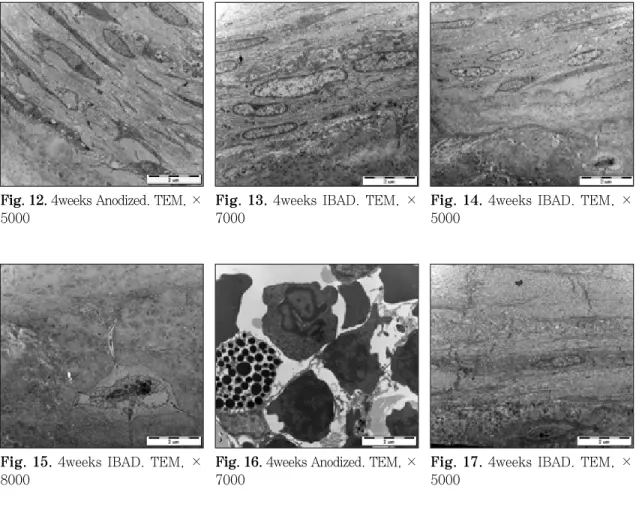 Fig. 13. 4weeks IBAD. TEM, × 7000