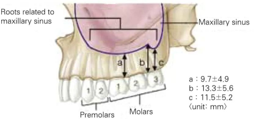 Fig. 3. Measurement items and results for the lateral view of the maxillary sinus. 