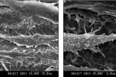 Fig. 6. Human gingival fibroblasts inside the microgrooves of 15-μ m  spac-ing.