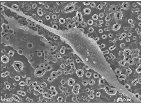 Fig. 10. MTT assay. group1group2group3group4glass12hr0.80.70.60.50.40.30.20.10.024hr48hrO