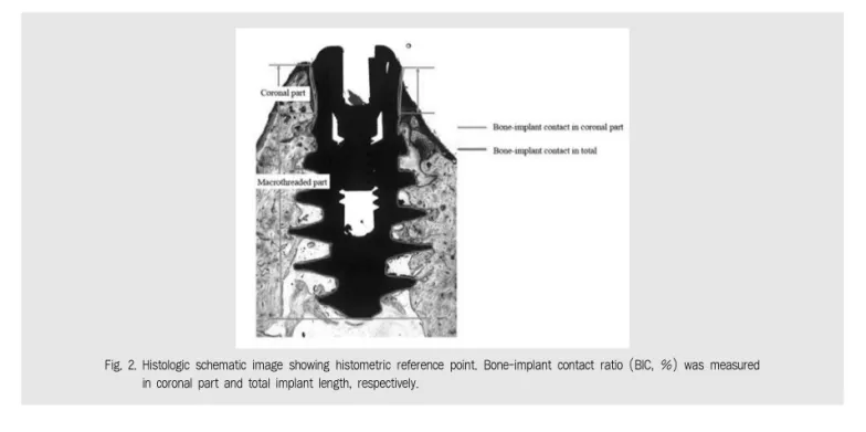 Fig. 2. Histologic schematic image showing histometric reference point. Bone-implant contact ratio (BIC, %) was measured in coronal part and total implant length, respectively
