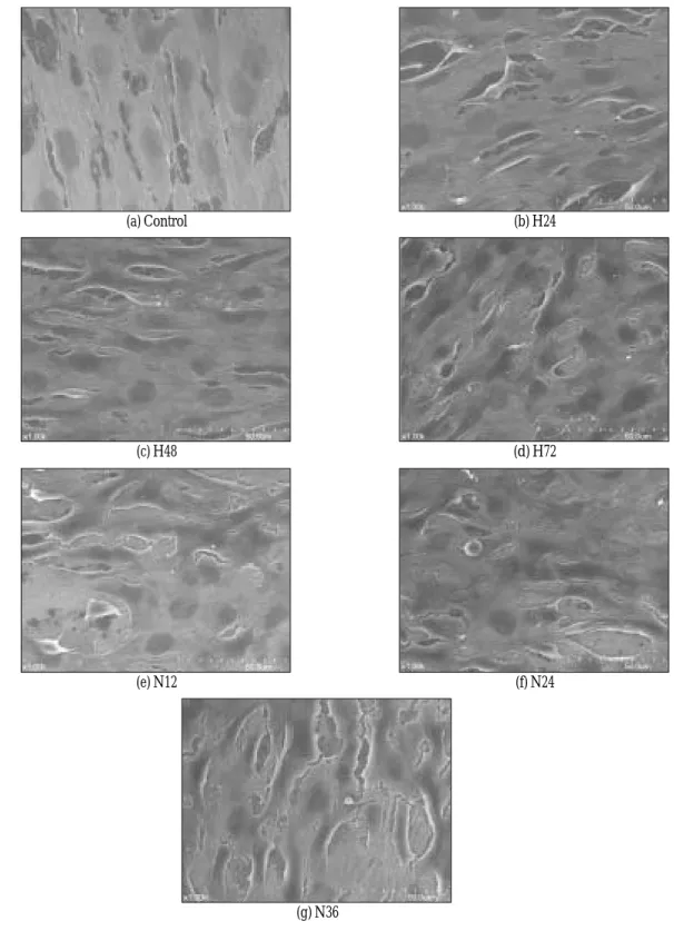 Fig. 8. SEM of fibroblasts on six treated surfaces (magnification of ×1,000).