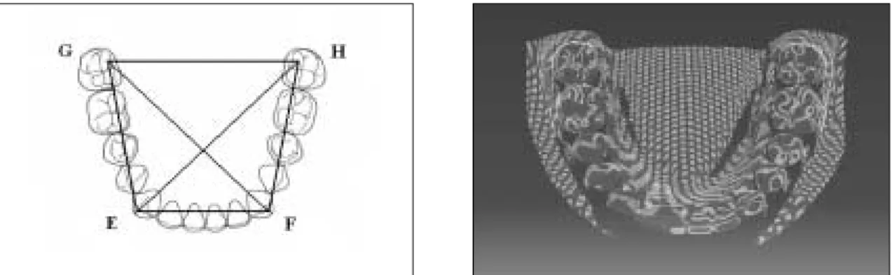 Fig. 5. Reference points &amp; scanned image of mandible.