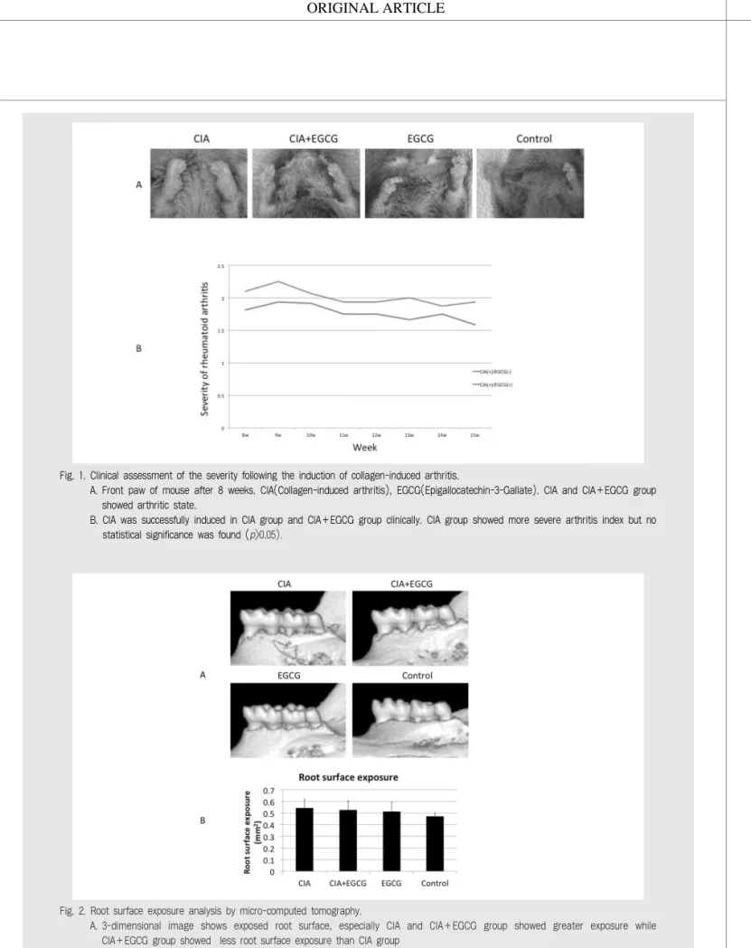 Fig. 1. Clinical assessment of the severity following the induction of collagen-induced arthritis.