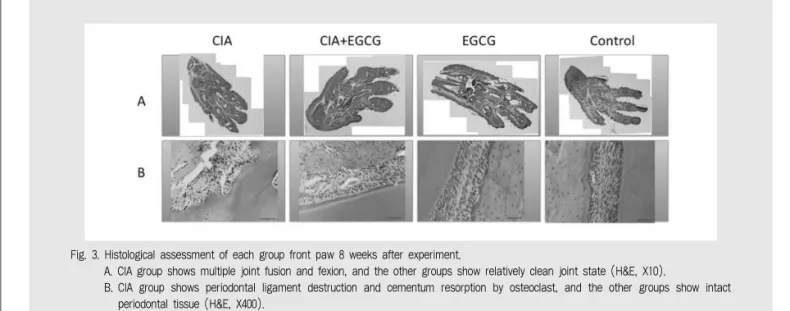 Fig. 3. Histological assessment of each group front paw 8 weeks after experiment.