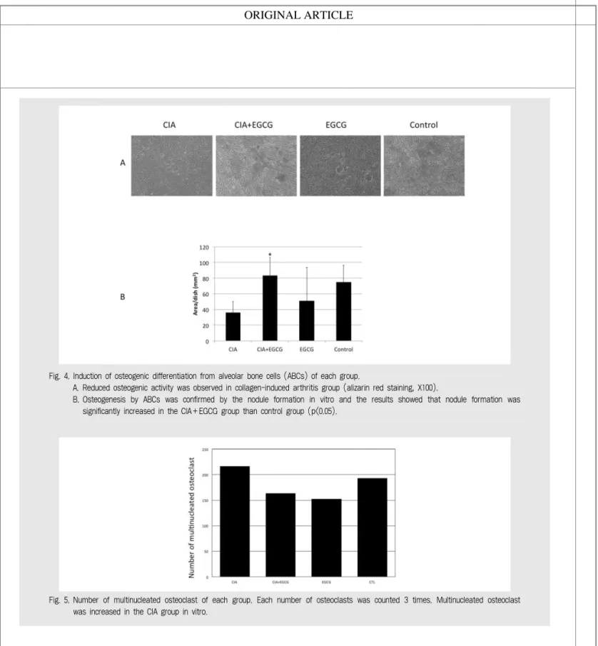 Fig. 4. Induction of osteogenic differentiation from alveolar bone cells (ABCs) of each group.