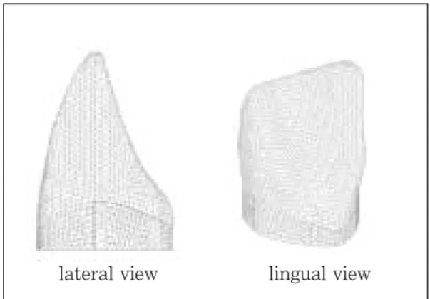 Fig. 4. Finite element model view of maxillary cen- cen-tral incisor.