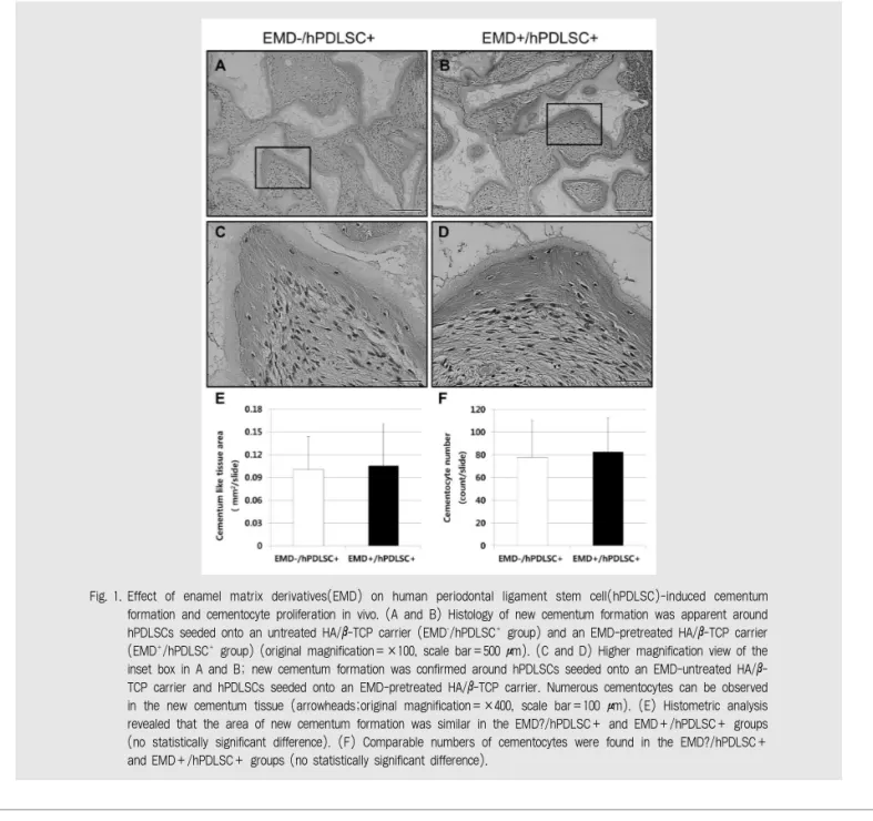 Fig. 1. Effect  of  enamel  matrix  derivatives(EMD)  on  human  periodontal  ligament  stem  cell(hPDLSC)-induced  cementum formation and cementocyte proliferation in vivo