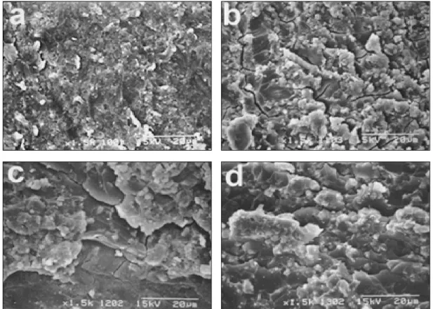 Fig. 7. SEM images of fractured surface of dentin after shear bond test.