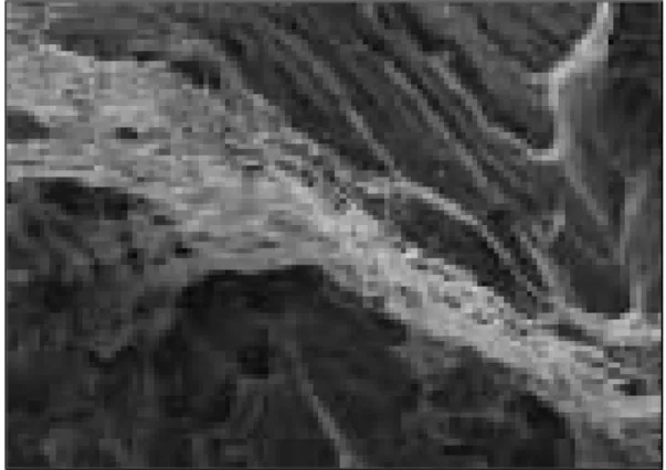 Fig. 6-1. SEM of fractured surface for TIG welded specimen  of C.P.Ti (×30).