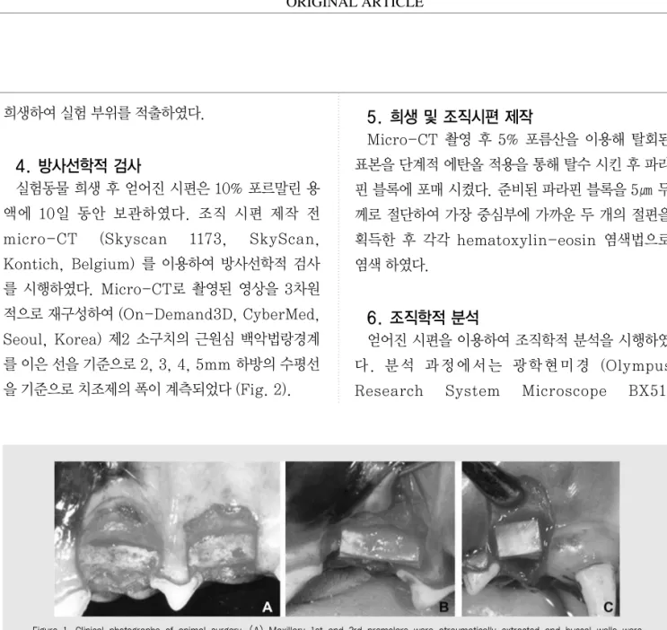Figure 1. Clinical photographs of animal surgery. (A) Maxillary 1st and 3rd premolars were atraumatically extracted and buccal walls were exposed