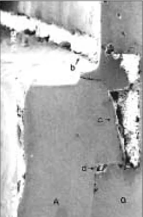 Fig. 12-b. SEM presentation of  “b” area of Fig. 12- 12-a (×200).
