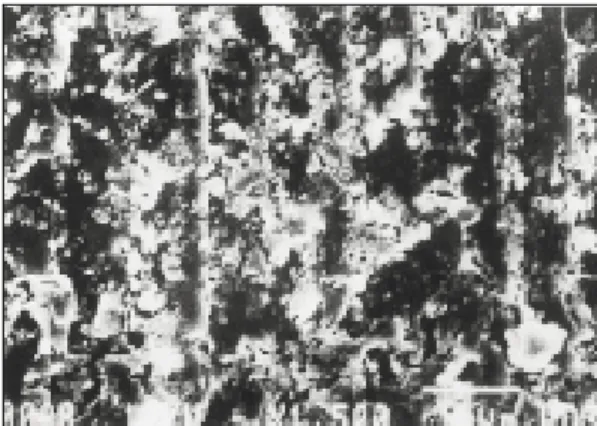 Fig. 6. Scanning electron microscopic view of SR- SR-Ivocap  resin  cured  by  pack  and  press technique (sample D).