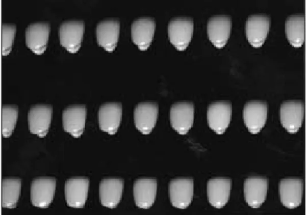 Fig. 2. In-Ceram crowns for experiment 
