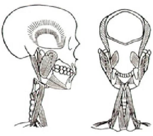 그림 2. 구경부의 자세유지를 위한 저작근, 설골상근, 설골 하근과 postcervical muscle의 길항작용.