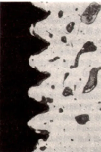 Fig. 6.Sus 304 specimen at 12 weeks. Soft tissues facing the implant surface are darker stained, which were not in direct bone contact