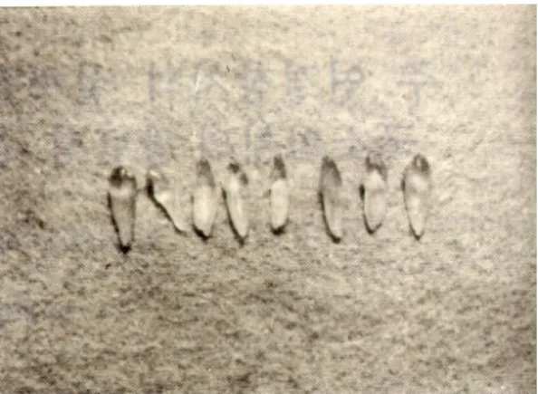 Fig. 1. Photoelastic teeth.