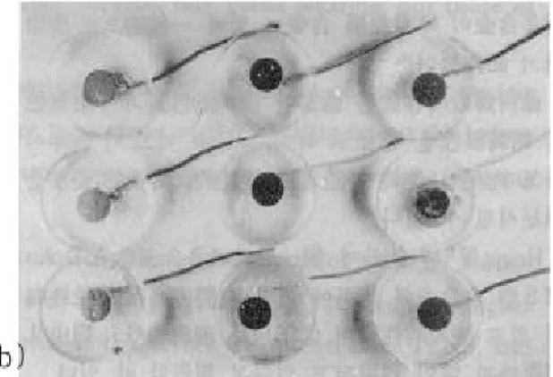 Fig. 1 : Corrosion test equipment and specimen.