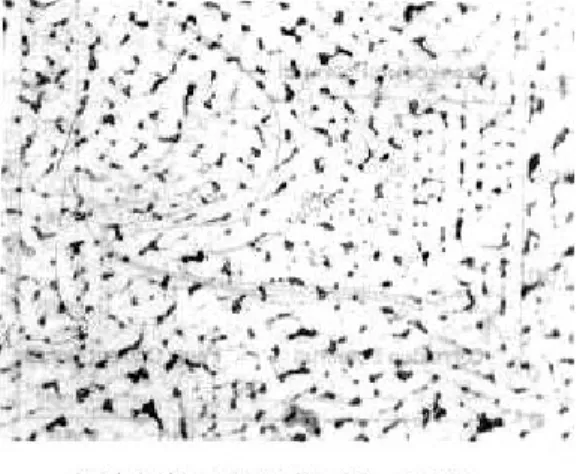 Fig. 3 : Micrographs of tarnished surfaces of various alloys. After 3 days of immersion in 0.1% Na2S solution at 37℃.