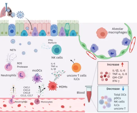 Figure 2. Innate immune responses against SARS-CoV-2 in human. 