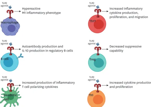 Figure 1. Graphical summary of the variety of roles of TLR2 on immunological populations.