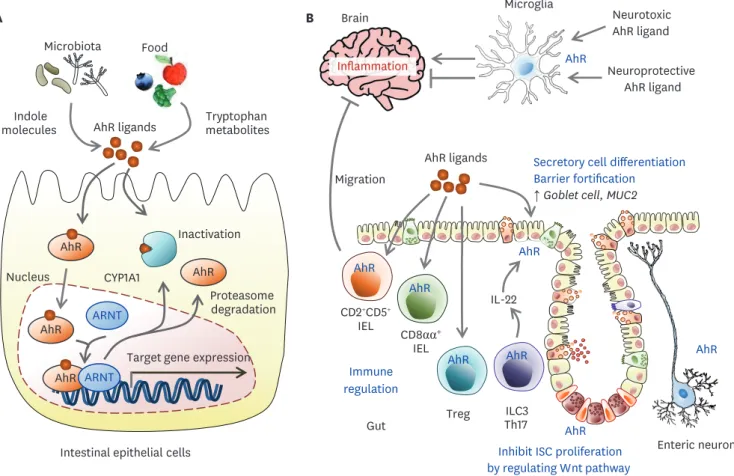 Figure 4. The role of AhR signals in the gut and brain. (A) Upon agonist binding, AhR and some components of the chaperone complex translocate to the  nucleus, where AhR binds DNA-responsive elements to control target gene expression such as the CYP1A1