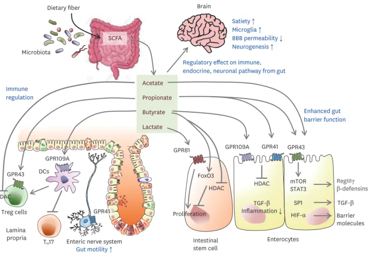 Figure 5. Potential gut-brain pathways through SCFAs modulating brain function. Dietary fiber-derived SCFAs fermented by gut microbiota influence gut-brain  communication