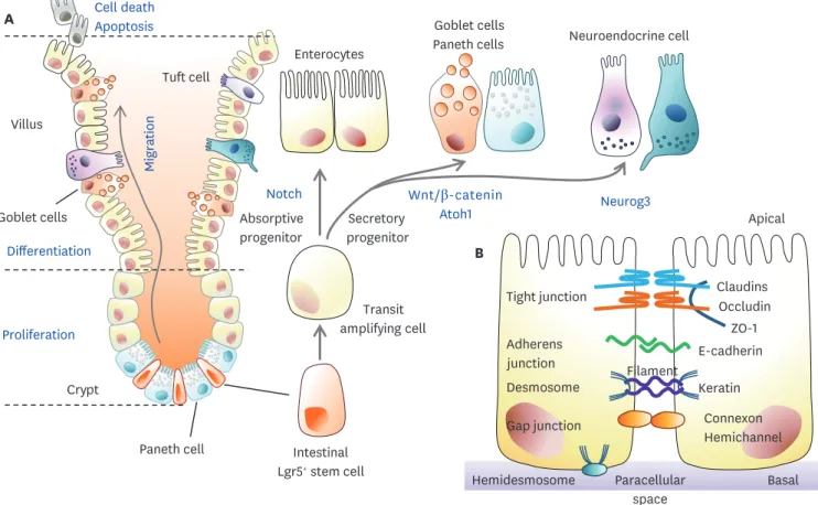 Figure 1. Dynamic homeostasis of the gut epithelium and gut barrier integrity. (A) Gross features of the small intestine