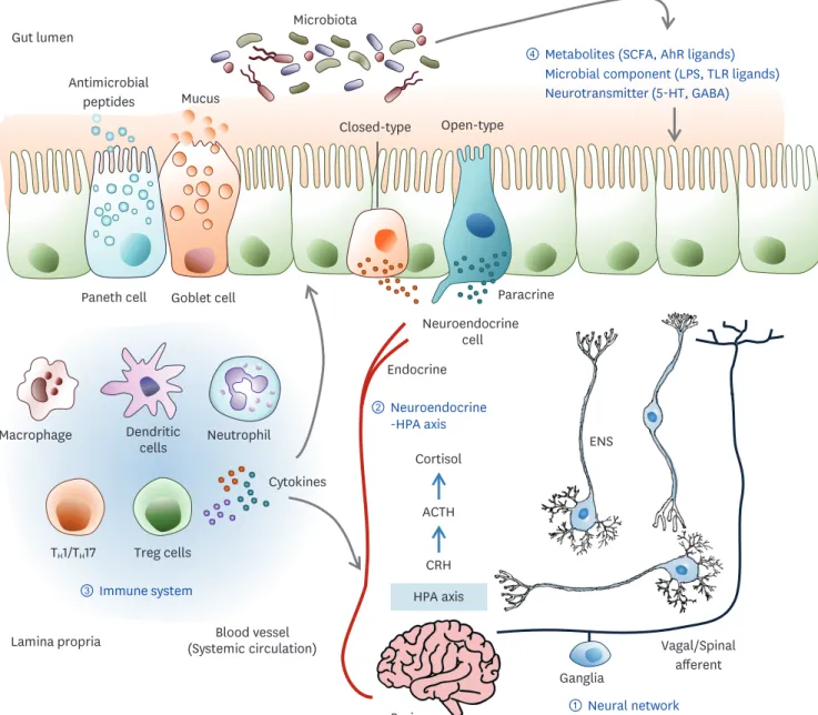 Figure 2. The dynamic communication of the gut microbiota-brain axis. Bidirectional communication between the gut and brain can be mediated by several direct  and indirect pathways