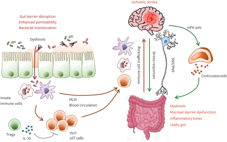 Figure 3. Gut-brain system crosstalk via immunity and HPA axis after stroke. Stroke induces dysbiosis, mucosal barrier dysfunction, an increase in gut  permeability, and bacteria translocation, leading to post-stroke infection