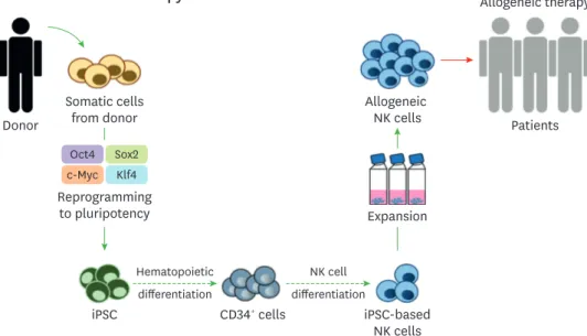 Figure 2. Schematic representation of human iPSC-based NK cell therapy. iPSCs are generated from somatic cells  of the donor by reprogramming them using crucial various transcription factors, including Oct4, Sox2, c-Myc, and  Klf4