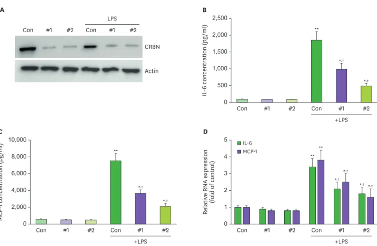 Figure 1. Effects of CRBN on LPS-induced diminution of IL-6 and MCP-1 in ARPE cells. 