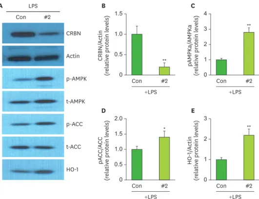 Figure 2. Expression of AMPK, ACC, and HO-1 in ARPE-19 cells with siCRBN RNA#2. 