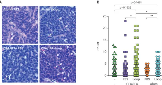 Figure 4. Eosinophils in H&amp;E stained PyMT tumor sections. (A) Immunization methods are indicated on top of the  pictures