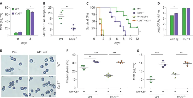 Figure 4. Impaired recruitment of NK cells to the kidney results in characteristic phenotypic changes of Ccr5 −/−  mice after C