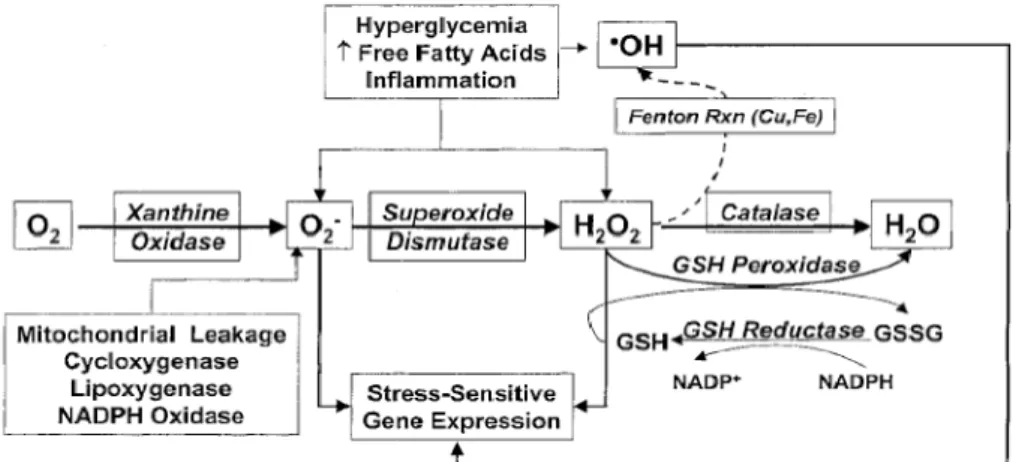 Fig. 1. Endogenous stimuli leading to ROS generation and activation of stress- stress-sensitive gene expression