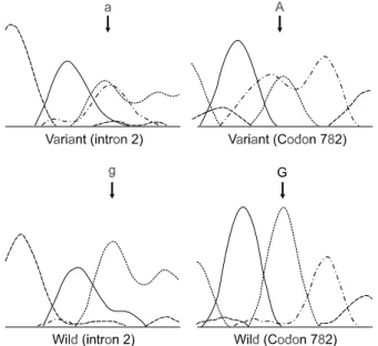 Fig.  2.  Sequence  chromatograms  of  the  single  base  sub- sub-sitution  of  ctgggt＞ctaggt  (intron  2,  A)  and  GTG＞GTA  (codon  782,  B).