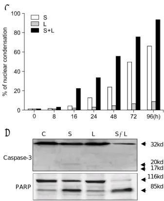 Fig. 2. Time course proteasome activity assay in HT-29 cells. After incubation with proteasome activity buffer, the intensity of fluorescence was measured by a modular fluorimetric system