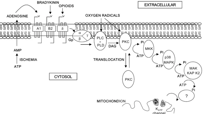 Fig.  1.  Schematic  representation  of  the  proposed  mechanism  of  preconditioning  in  rabbit  heart